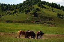 关山草原